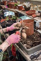 Gardener cutting off shriveled Dahlia Tubers from rootstock - March - Oxfordshire