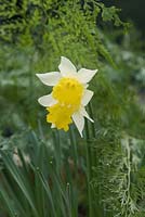 Narcissus topolino - Trumpet daffodil - March - Surrey