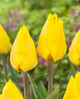 Tulipa 'Yellow Flair'