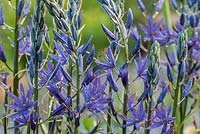 Camassia 'Maybelle' 