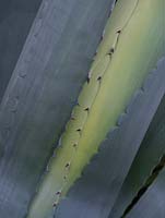 Agave americana detail of emerging leaves and thorns
