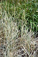 Arrhenatherum elatius ssp. bulbosum 'Variegatum', tuber oat grass, late summer