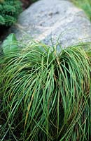 Carex caryophyllea 'The Beatles'