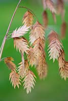 Chasmanthium latifolium, North America wild oats, autumn