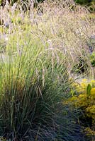 Helictotrichon sempervirens, blue oat grass, spring, Alnarp, Sweden