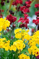 Erysimum Cheiri Sunset Series 'Bedding Mixed', common wallflower, bleeding heart, bloody warrior, wall gilliflower, winter gilliflower, yellow gilliflower