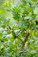Ribes uva-crispa 'Lord Derby', Gooseberry, May, Surrey, England, UK