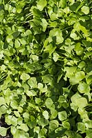 Claytonia perfoliata, Indian lettuce, March, Sussex, England