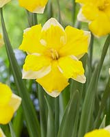 Narcissus 'Banana Daiquiri'