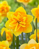Narcissus 'Jersey Star'