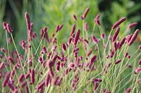 Sanguisorba tenuifolia purpurea