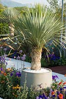 Yucca rostrata - Ocean Garden, RHS Malvern Spring Festival 2017 - Design: Michael Damien