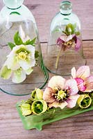 Hellebores arranged on moss in vintage glass container and cloches