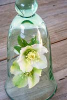 White hellebore flowers displayed in cloche