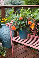 Decorative pot with Begonia on metal bench. Pattie Barron's terrace garden