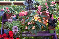 Colourful mixture of plants on painted plant stand including Fuchsias, Aeonium, Begonia, Alliums and Succulents. Patio garden. Owner: Pattie Barron, garden writer