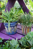 Patterned painted decorative pots on purple plant stand with succulents. Patio garden. Owner: Pattie Barron, garden writer