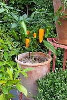 Peppers and herbs growing in terracotta container on metal plant stand. Patio garden. Owner: Pattie Barron, garden writer