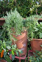 Rosemary growing in terracotta container on metal plant stand. Patio garden. Owner: Pattie Barron, garden writer