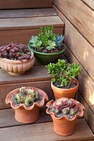 Decorative terracotta pots on wooden steps with mixed Succulents. Patio garden. Owner: Pattie Barron, garden writer