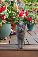 Owner's pet cat standing on steps. Patio garden. Owner: Pattie Barron, garden writer