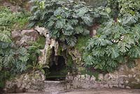 Monstera deliciosa growing on rock walls above water feature - Swiss cheese plant - The Quinta da Regaleira, Sintra, Portugal