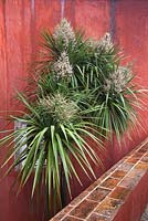 Cordyline australis in flower against red distressed wall - March, Portugal