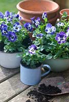 Planting Viola 'Delft Blue' in enamel bowls on potting bench