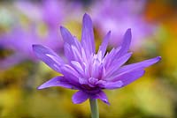 Colchicum 'Waterlily' - meadow saffron 
