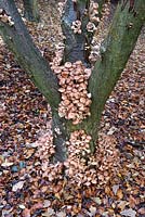 Sorbus forrestii with Mushrooms on the trunk 