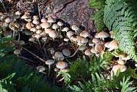 Mycena alcalina - mushrooms in wild neglected garden