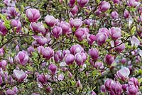 Magnolia x soulangeana 'Rustic Rubra'