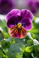 Viola cornuta sorbet 'Antique Shades'