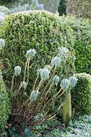 Euphorbia wulfenii with clipped Buxus sempervirens