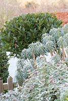 Standard Bay and Euphorbia wulfenii in frost