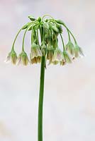 Allium nectaroscordium, June 