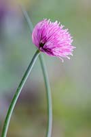 Allium schoenoprasum 'Forescate', May