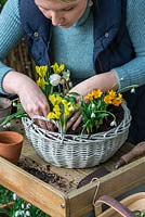 Step-by-Step Planting a January Basket. Fill the final gaps with violas.