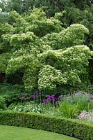Cornus kousa var. chinensis, Chinese dogwood, a deciduous tree bearing creamy white bracts in spring, and dark green leaves that turn crimson in autumn.