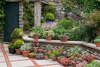 A walled garden with raised bed, shed and container display with Echeveria, Aeonium, Sedum, Senecio and box.