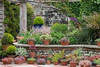 A walled garden with raised bed and container display with Echeveria, Aeonium, Sedum, Senecio and box.