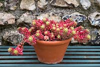 A terracotta container planted with Sedum pachyphyllum, a spreading ground hugging succulent.