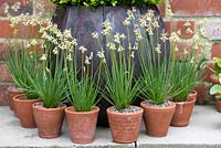 Terracotta pots of Tulbaghia leucantha, a small unusual bulb originating from South Africa.