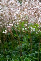 Saxifraga x urbium, London's Pride, is an evergreen perennial with short spikes of white flower in early summer.