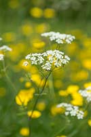 Anthriscus sylvestris, cow parsley, a short lived perennial flowering in May and June.