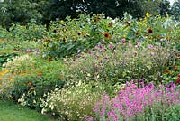 In the Annual Border, tall sunflowers tower over salvias, nicotiana, cleome, tithonia, zinnias, cosmos and African marigolds.