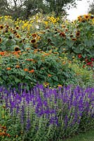In the Annual Border, tall sunflowers tower over  tithonias, zinnias and salvias.