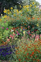 In the Annual Border, tall sunflowers tower over  tithonias, cosmos, snapdragons, zinnias, French marigolds and heliotrope.