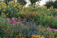 In the Annual Border, tall sunflowers tower over  tithonias, cosmos, cleomes, zinnias, agastache and marigolds.