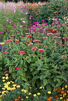 Annuals grown from seed, fill an autumn border with clumps of French marigolds, zinnias, cosmos and tithonias.